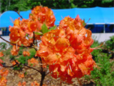 Drummond Island Flower, Gift and Garden Center